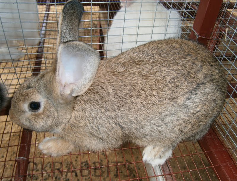 Baka Chicilla + Flemish Giant ~ NHE Rabbitry