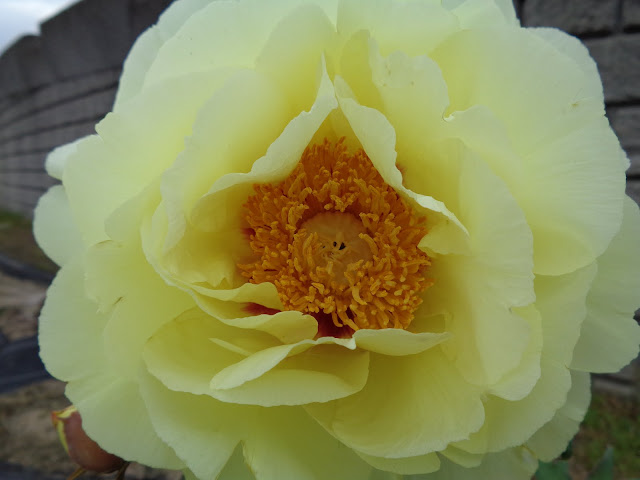 燕趙園の牡丹の花