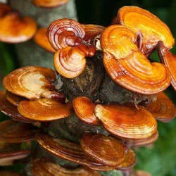 Ganoderma Mushroom Supplier