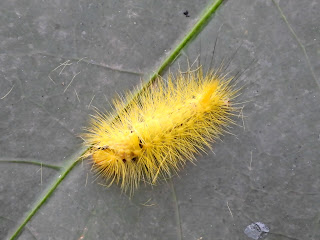 Grote's Tussock Moth Caterpillar on Yuelu Mountain