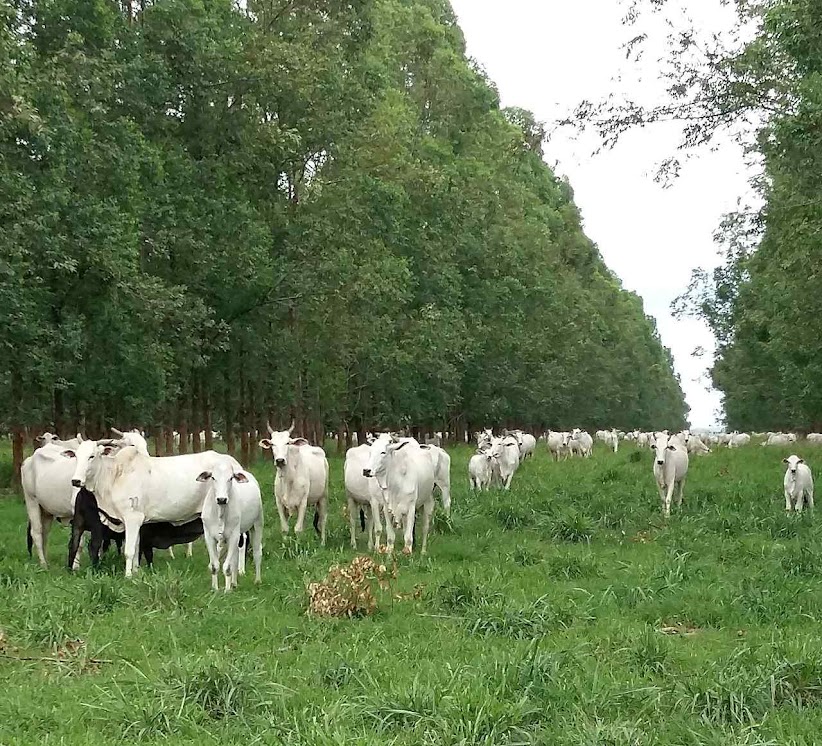 “Não tem uma categoria profissional no Brasil que preserve mais o meio ambiente do que o produtor rural”