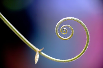 tendril spiral on bokeh background