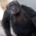 Rescued Chimp Who Spent His Entire Life In a Lab Is Released Outside For The First Time Ever