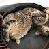 How to Sleep Like a Cat - The Semicircle