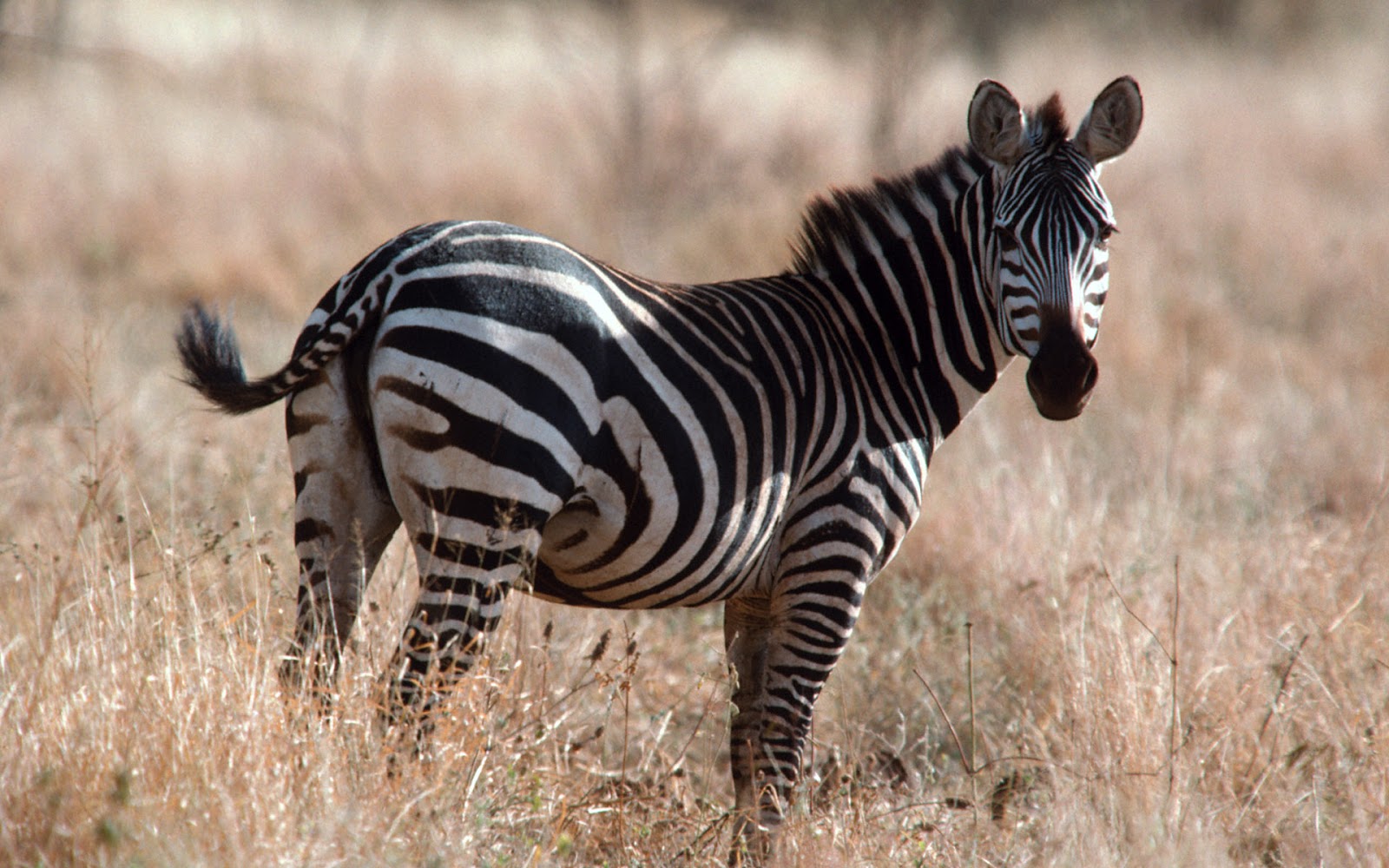  Zebra  Beautiful Animal Facts Photographs WildLife Of 