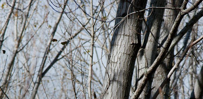 Poplars above Te Awaoteatua Stream