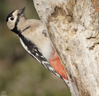 Pico picapinos (Dendrocopos maior)