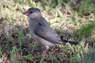 Female Java Sparrow