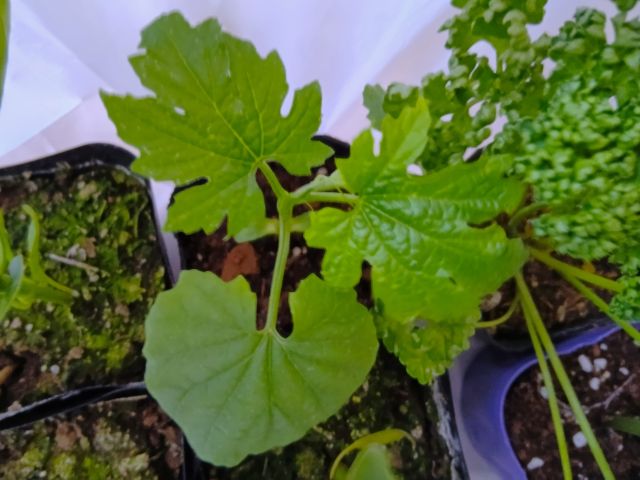 第42回緑のまつり　野菜苗　長ゴーヤ