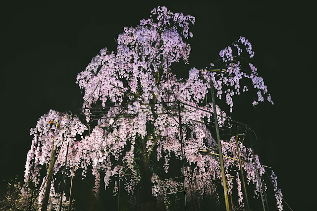 日本 京都 櫻花 夜櫻 東寺 枝垂櫻 不二櫻