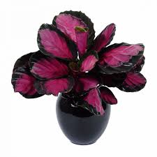 calathea crimson