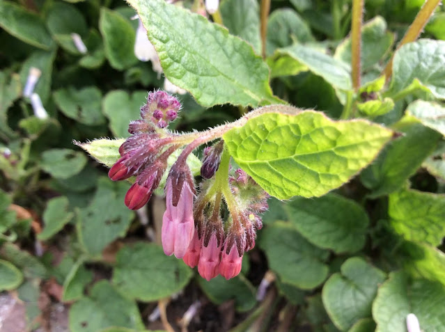 Symphytum grandiflorum (smeerwortel)