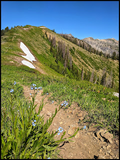 Forget Me Not Flowers on the Cascade Saddle