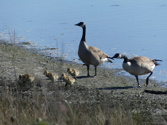 46: two goose and four gosslings