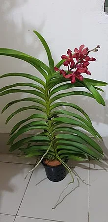 অর্কিড গাছের ছবি - অর্কিড ফুলের ছবি ডাউনলোড - Picture of orchid flower- NeotericIT.com