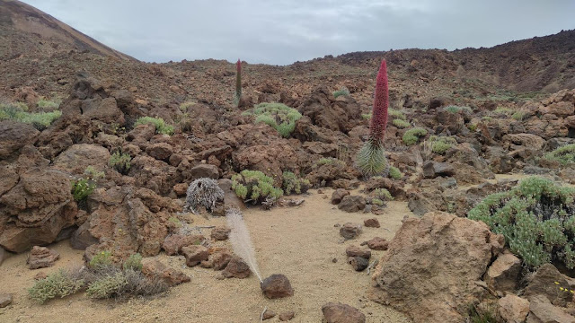 Explorando la maravilla natural del Parque Nacional del Teide