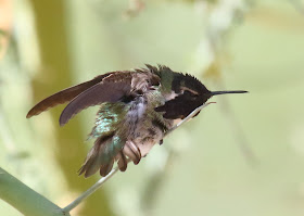 Costa's Hummingbird stretching