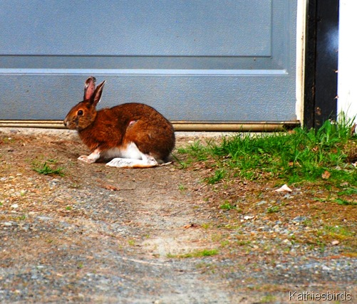 7. Snowshoe hare 1-kab