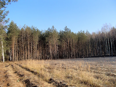 grzyby 2018, grzyby w grudniu, grzyby na Ponidziu, gąski, wodnichy, grzyby nadrzewne