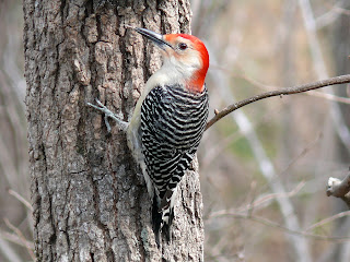 Woodpecker