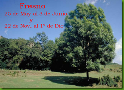 fresno o ceniza