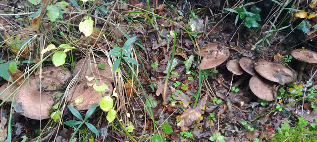 Great Wood Mushroom Agaricus langei, Indre et Loire, France. Photo by Loire Valley Time Travel.