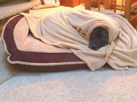 Cute dogs - part 3 (50 pics), dog covers himself with blanket