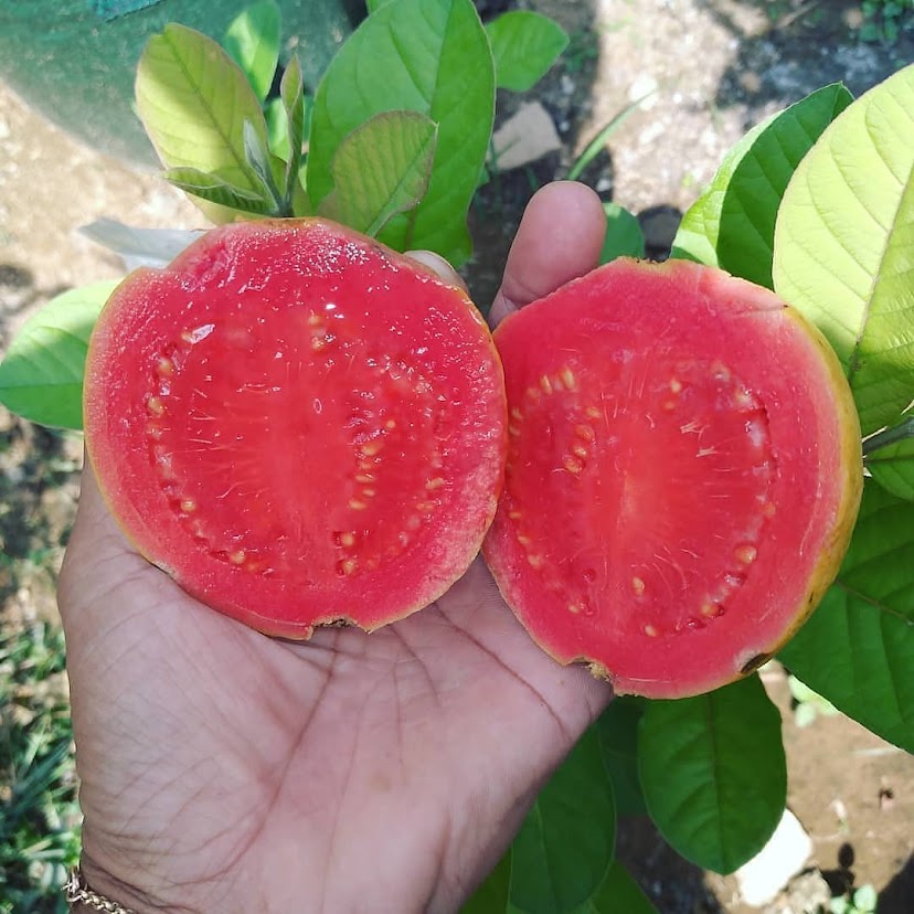 bibit buah jambu biji getas merah yang paling bagus jayapura Sumatra Barat