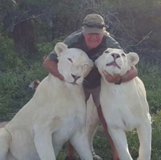 Man mauled to death by 2 white lions in horror attack