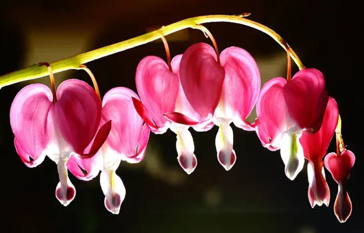 Pictures of exotic flowers - Pictures of exotic flowers - NeotericIT.com