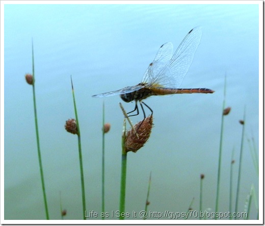 dragonfly-brown6