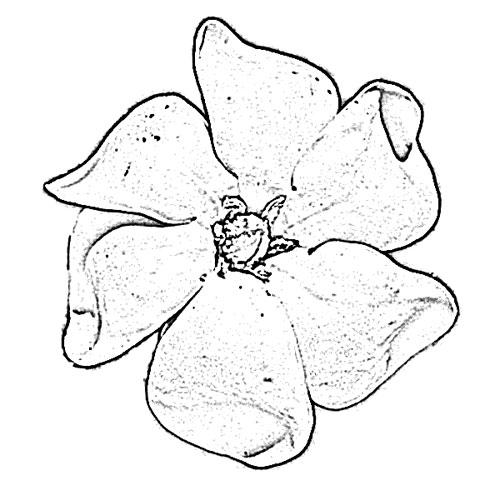 Gardenia Flower