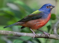 Painted Bunting, male – Feb. 2009 – photo by Doug Janson