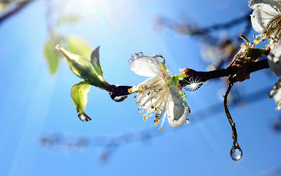 white-flowers-waterdrops-on-it-pics