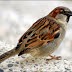 Sparrow