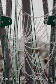 frosty spider web 2