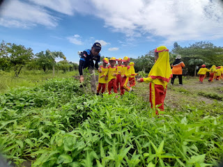 Cara Panen sayur Kangkung