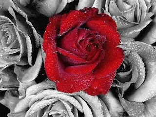 Rosas Rojas rosas plateadas
