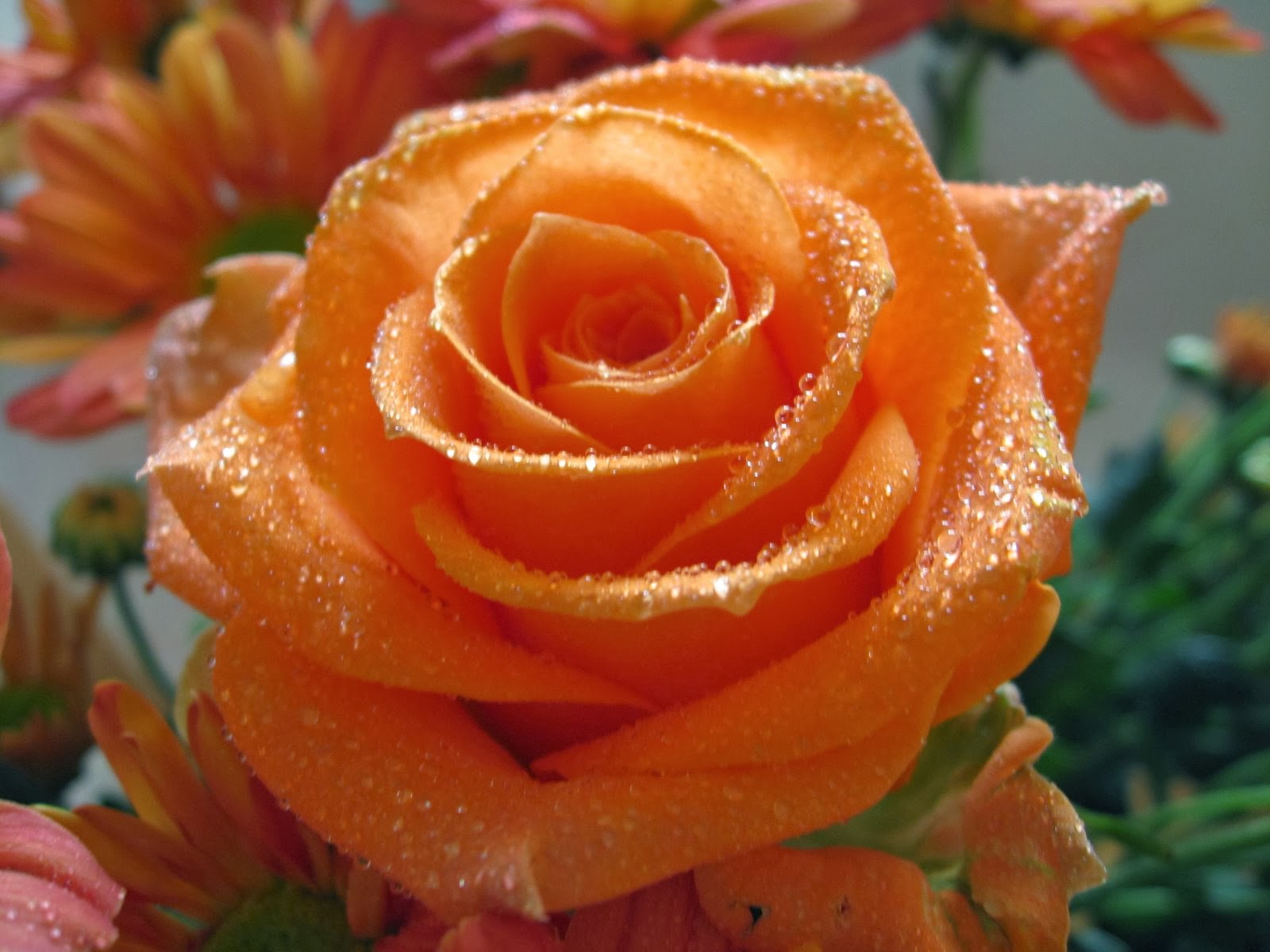 Real Orange Roses