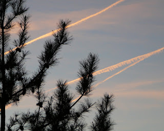 tree, clouds, and contrails