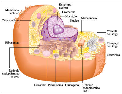 celula animal y sus partes. SUS PARTES: