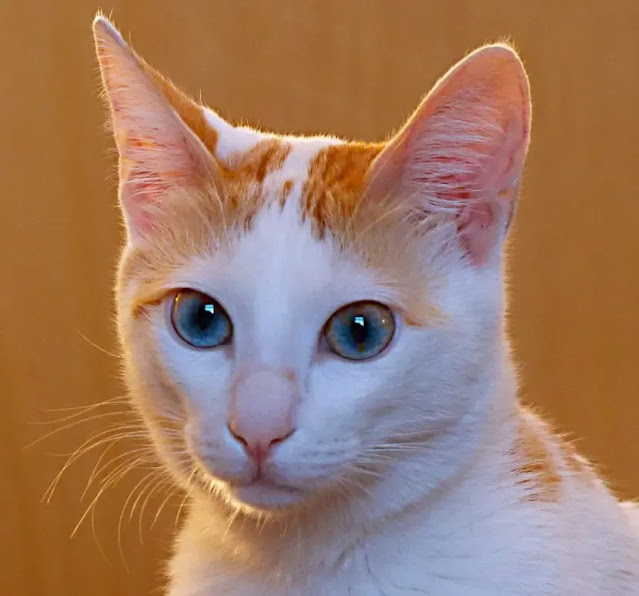 egyptian mau cat,difference between a calico and a tortoiseshell cat,egyptian cat,love a lifetime full,love in a loop full,cat breeds,egyptian cat breeds,skull and bones,orange black white cat,black orange white cat