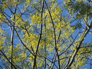 Gallinazo Flowers