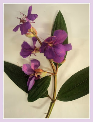 Galho com flor da quaresmeira (Tibouchina granulosa)