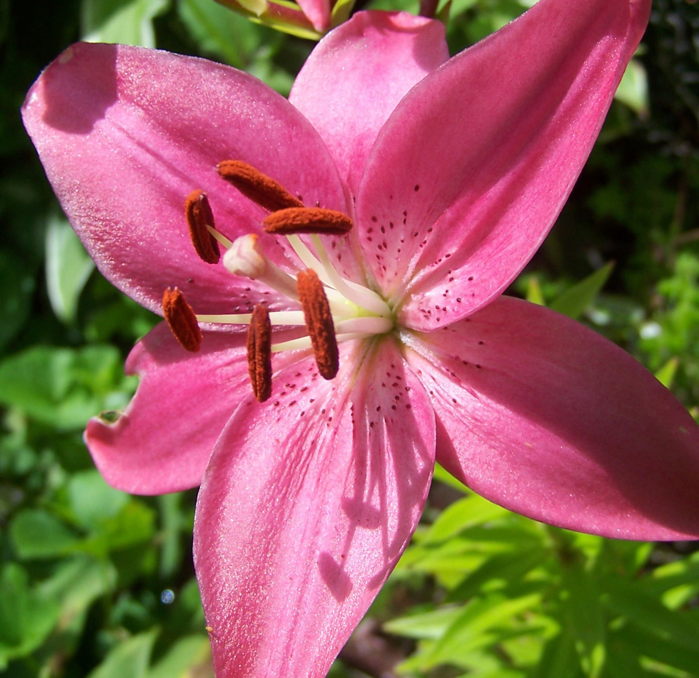 types of flowers with 3 petals Types of Pink Lilies | 1406 x 1364