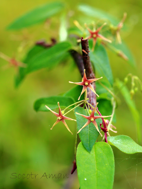 Vincetoxicum sublanceolatum