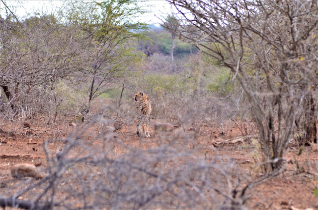 Leopard Walking in @SANParksKNP @SANParks #SA #PhotoYatra #TheLifesWayCaptures