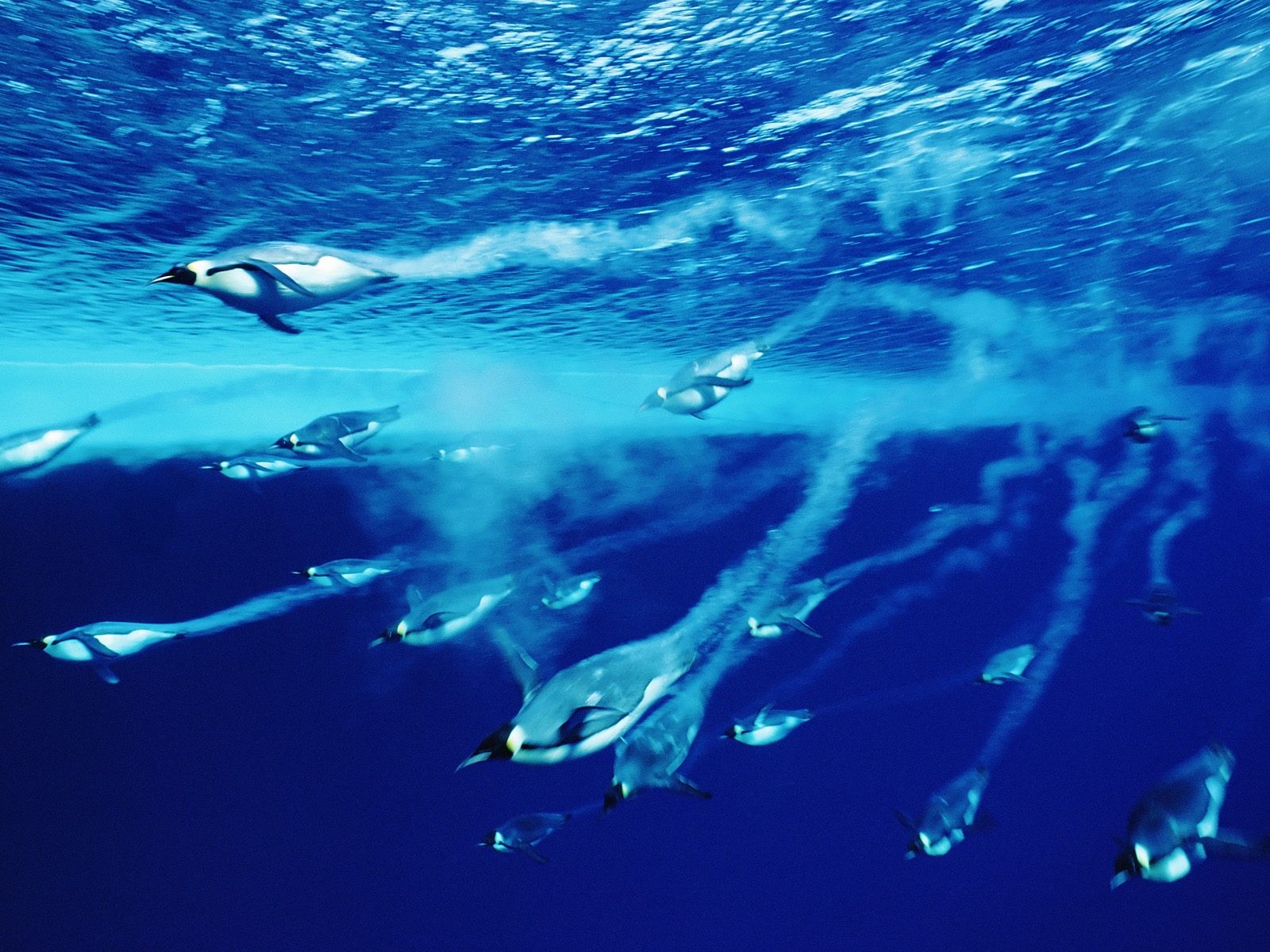 https://blogger.googleusercontent.com/img/b/R29vZ2xl/AVvXsEiRYXf3X0aNrXzdWycBa_3S2bV1hPZeLyV3Lkv6zUNyxPhHGT3zifwtysumuh7KTYJI3MPsvEXCUhSahJT4uRwnUJ7iyoChaEOhRREdwUsBPGRP0Vm8ctCOaKgYHSguOEUCMV5OGTi_1DQ/s1600/penguins-swimming-sea-full-hd-wallpaper.jpg