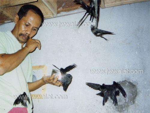Yen Kdh Swiftlet BloG: Perbezaan Burung Walit Dan Seriti