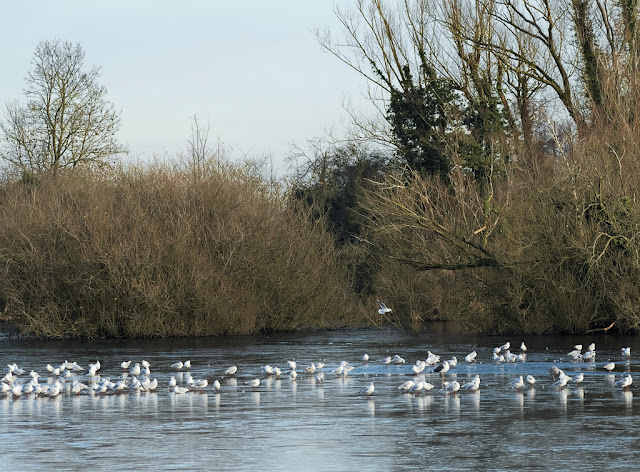 Gulls standing on ice around clear water